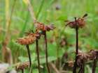 Marchantia alpestris (Nees) Burgeff