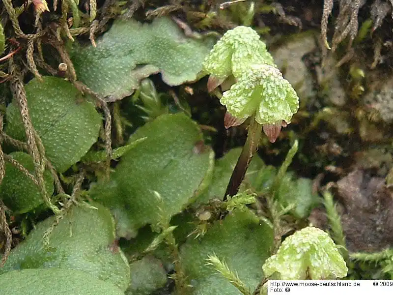 Fotografie Asterella lindenbergiana (Corda ex Nees) Lindb. ex Arnell