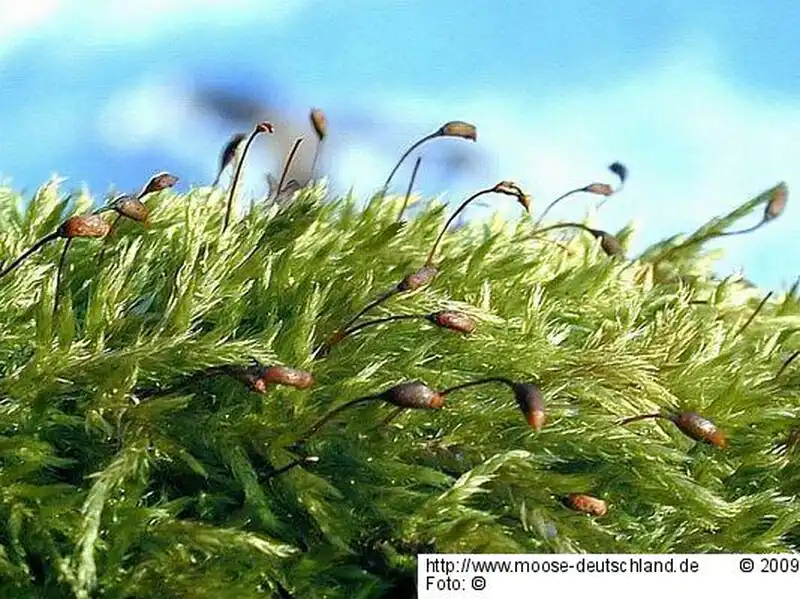 Fotografie Brachythecium populeum (Hedw.) Schimp.