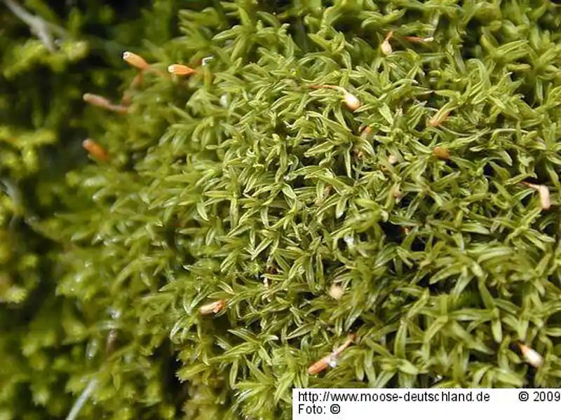 Fotografie Bryoerythrophyllum recurvirostrum (Hedw.) P.C.Chen