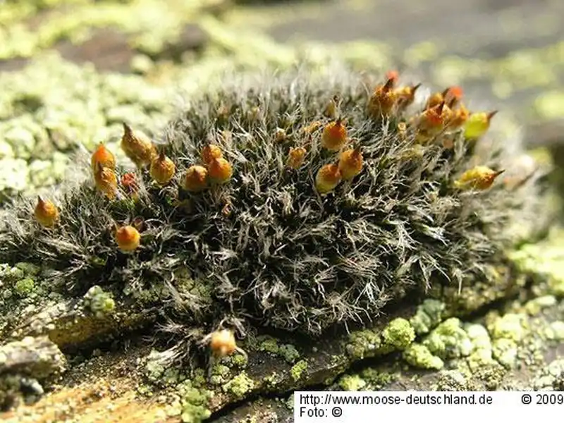 Fotografie Coscinodon cribrosus (Hedw.) Spruce