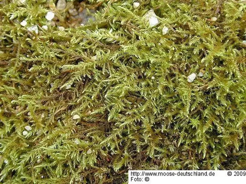 Fotografie Cratoneuron filicinum (Hedw.) Spruce