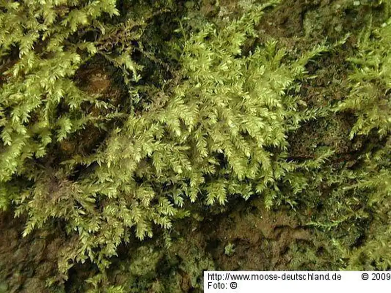 Fotografie Eurhynchium striatulum (Spruce) Schimp.