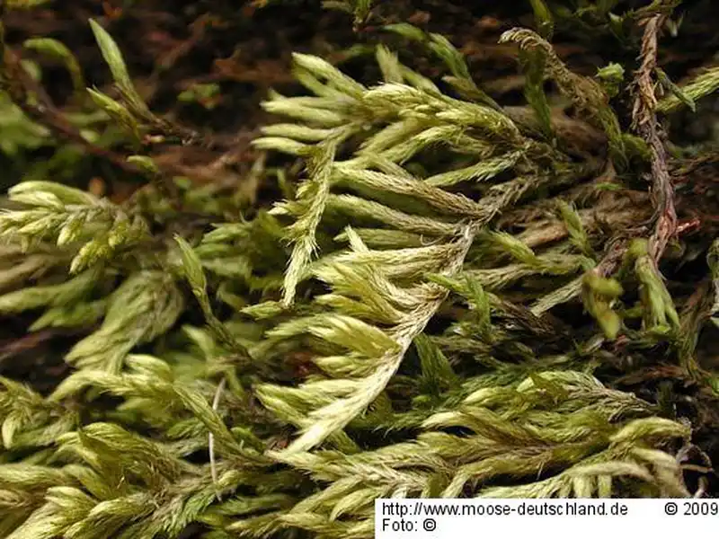 Fotografie Homalothecium philippeanum (Spruce) Schimp.