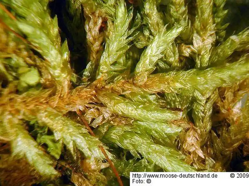 Fotografie Hylocomium pyrenaicum (Spruce) Lindb.