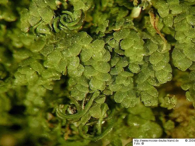 Fotografie Lejeunea cavifolia (Ehrh.) Lindb.
