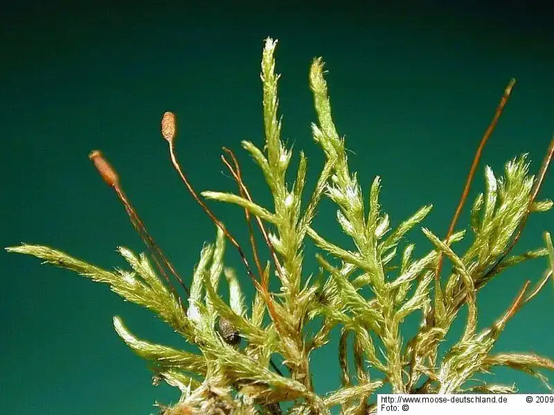 Fotografie Lescuraea mutabilis (Brid.) Lindb. ex I.Hagen