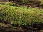 Nowellia curvifolia (Dicks.) Mitt.
