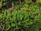 Barbilophozia lycopodioides (Wallr.) Loeske