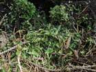 Plagiothecium denticulatum (Hedw.) Schimp.