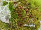 Orthotrichum rupestre Schleich. ex Schwägr.