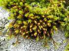 Orthotrichum rupestre Schleich. ex Schwägr.