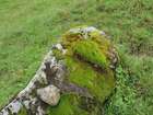Grimmia elatior Bruch ex Bals.-Criv. & De Not.
