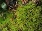Cynodontium gracilescens (F.Weber & D.Mohr) Schimp.
