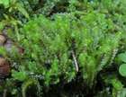 Lophozia obtusa (Lindb.) A.Evans