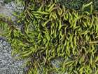 Pseudoleskea radicosa (Mitt.) Macoun & Kindb.