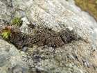 Gymnomitrion concinnatum (Lightf.) Corda