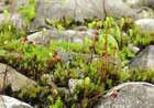 Bryum versicolor A.Braun ex Bruch & Schimp.