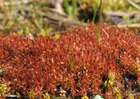 Bryum weigelii Spreng.