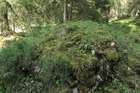 Dicranum brevifolium (Lindb.) Lindb.