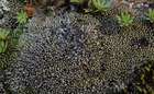 Gymnomitrion corallioides Nees