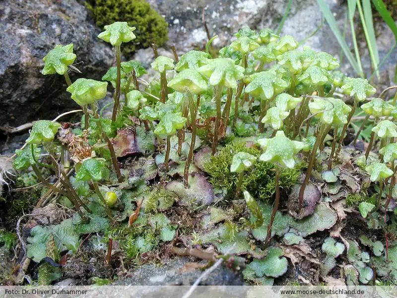 Habitus | Foto von Dr. Oliver Dürhammer