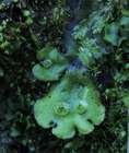 Marchantia alpestris (Nees) Burgeff