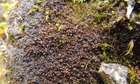 Nardia breidleri (Limpr.) Lindb.