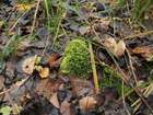 Oxyrrhynchium speciosum (Brid.) Warnst.