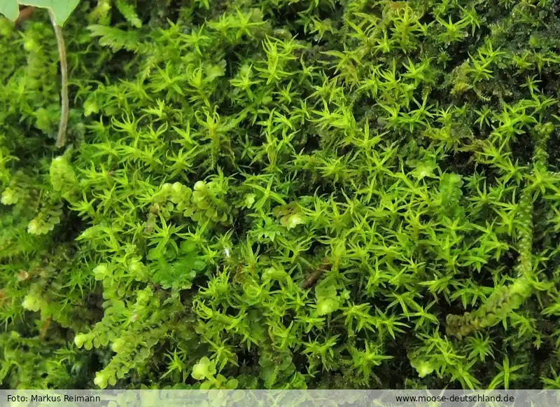 Habitus | Foto von Markus Reimann