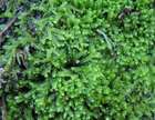 Pleurocladula albescens (Hook.) Grolle