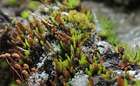 Pohlia andrewsii A.J.Shaw