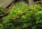 Rhynchostegium rotundifolium (Scop. ex Brid.) Schimp.