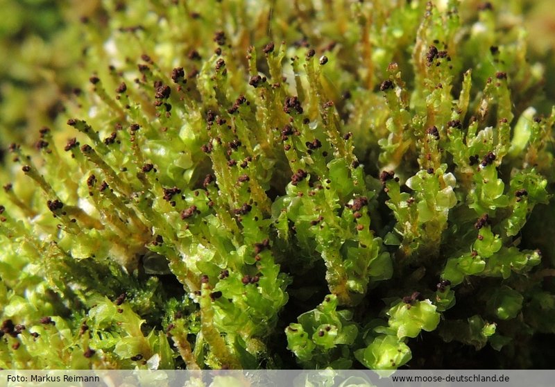 Verbreitung Scapania apiculata Spruce Moose Verbreitung