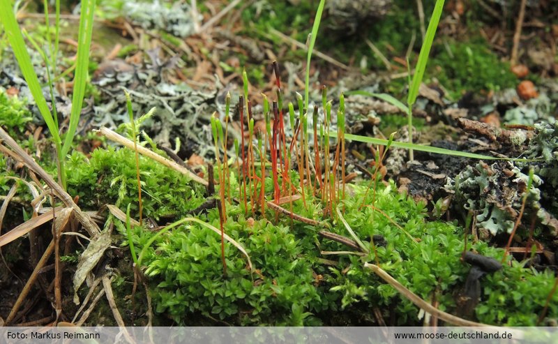 Verbreitung Tayloria tenuis (Dicks.) Schimp. Moose Verbreitung