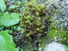 Timmia austriaca Hedw.