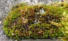 Ulota hutchinsiae (Sm.) Hammar