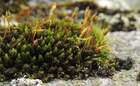 Ulota hutchinsiae (Sm.) Hammar
