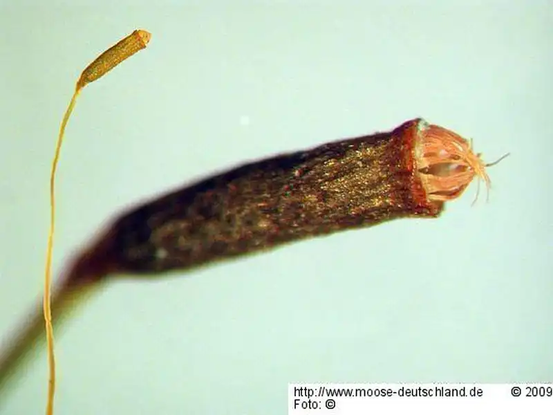 Sporophyt | Foto von Michael Lüth