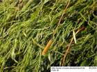 Amblystegiella subtilis (Hedw.) Loeske