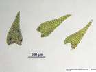 Amblystegium subtile (Hedw.) Schimp.