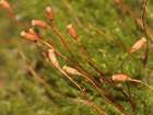 Amblystegium subtile (Hedw.) Schimp.