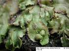 Asterella lindenbergiana (Corda ex Nees) Lindb. ex Arnell