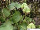 Asterella lindenbergiana (Corda ex Nees) Lindb. ex Arnell