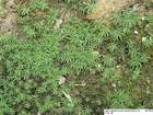 Atrichum angustatum (Brid.) Bruch & Schimp.
