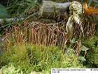 Atrichum undulatum (Hedw.) P.Beauv.