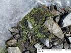 Brachythecium glaciale Schimp.