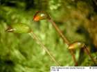 Brachythecium velutinum (Hedw.) Schimp.