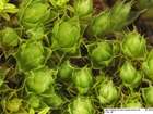 Bryum kunzei Hornsch.