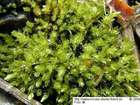 Bryum barnesii J.B.Wood